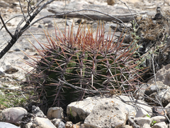 Echinocactus platyacanthus