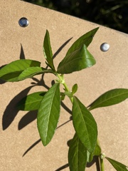 Alternanthera philoxeroides