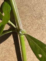 Alternanthera philoxeroides