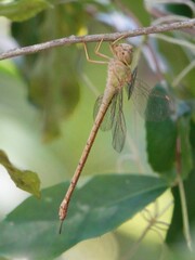 Triacanthagyna septima