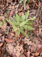 Solidago petiolaris angusta