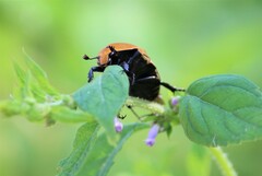 Hologymnetis cinerea