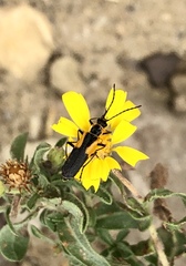 Chauliognathus deceptus