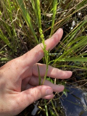 Sagittaria graminea