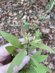 Solidago petiolaris angusta