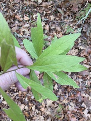 Solidago petiolaris angusta