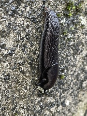 Arion hortensis