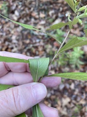 Solidago petiolaris angusta