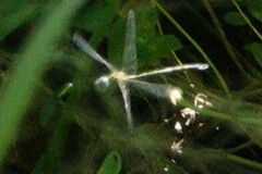 Coryphaeschna adnexa