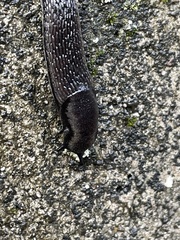 Arion hortensis