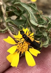 Chauliognathus deceptus