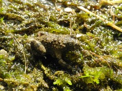 Bombina variegata pachypus