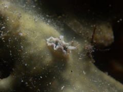 Sagaminopteron psychedelicum