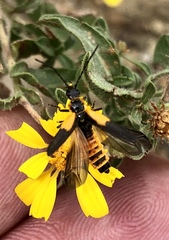 Chauliognathus deceptus