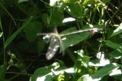 Coryphaeschna adnexa