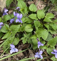 Viola reichenbachiana