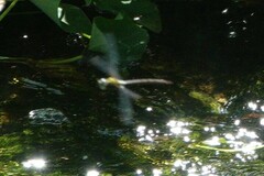 Coryphaeschna adnexa