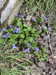 Viola reichenbachiana