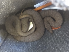 Thamnophis unilabialis