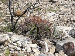 Echinocactus platyacanthus