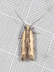 Ardozyga catarrhacta