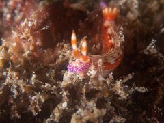 Hypselodoris decorata