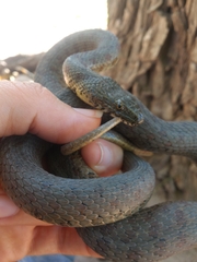 Thamnophis unilabialis