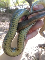 Thamnophis unilabialis