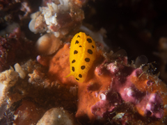Phyllidia polkadotsa
