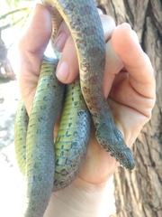 Thamnophis unilabialis