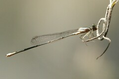 Enallagma pollutum