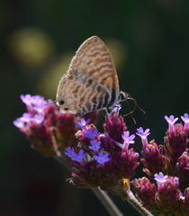Leptotes