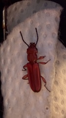 Cucujus clavipes