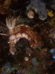 Hypselodoris krakatoa