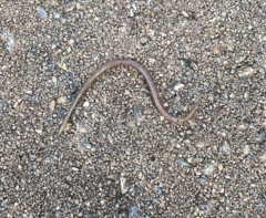 Lumbricus terrestris