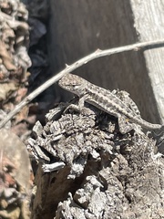 Microlophus occipitalis