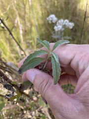 Eupatorium maritimum