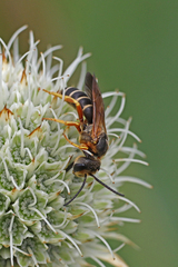 Halictus parallelus