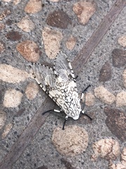 Hypercompe scribonia