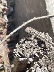 Microlophus occipitalis