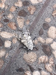 Hypercompe scribonia