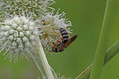 Halictus parallelus