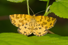 Pseudopanthera macularia