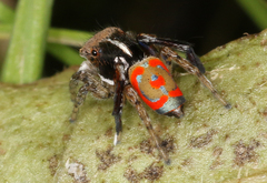 Maratus pavonis