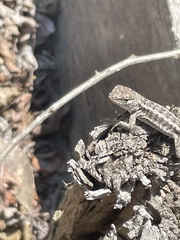 Microlophus occipitalis