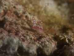 Hypselodoris decorata