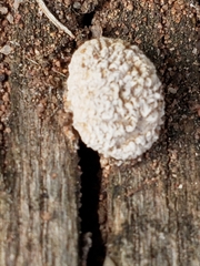 Nidularia deformis
