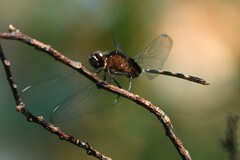 Erythemis plebeja