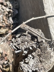 Microlophus occipitalis