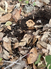 Camponotus sansabeanus